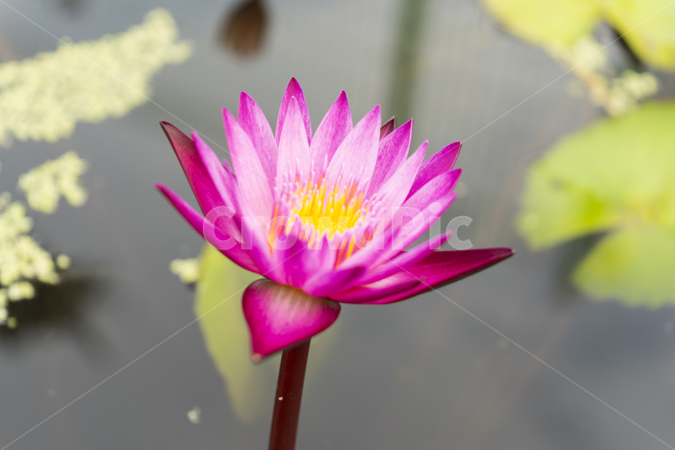 연꽃,분홍,노랑,꽃,자주색