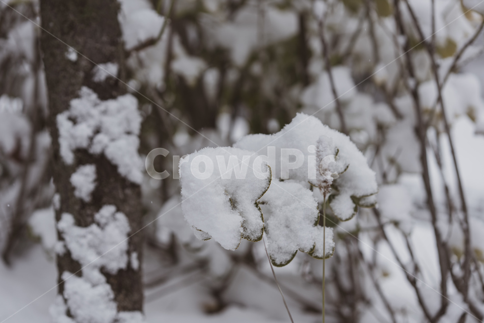 눈,함박눈,겨울,나뭇가지,snow,winter
