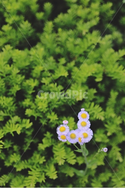 꽃,개망초,작은꽃,정원,flower,green,littleflower,white,식물,자연,plants,nature