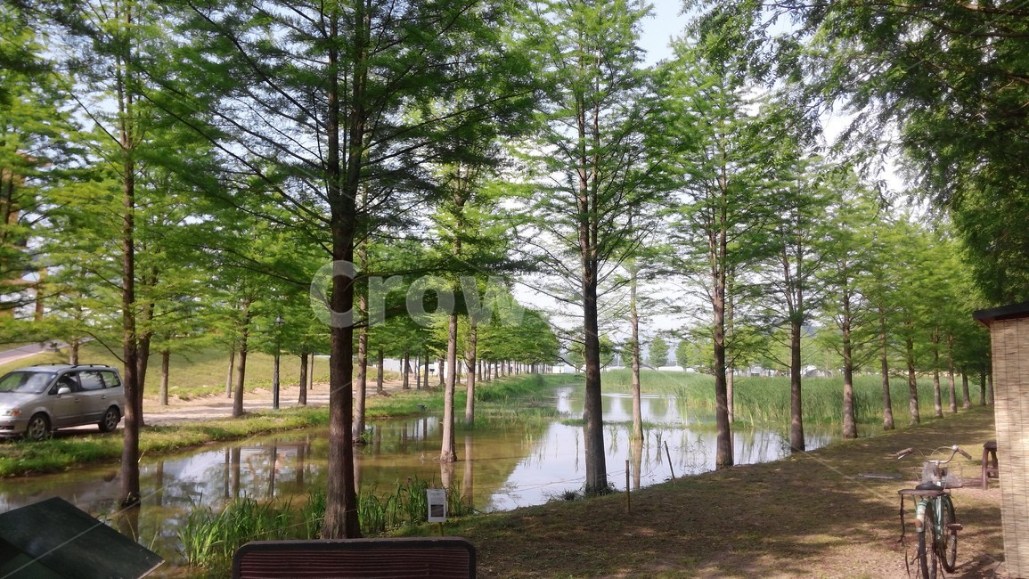 담양,메타세콰이어길,나무,물,벤치,자연,힐링