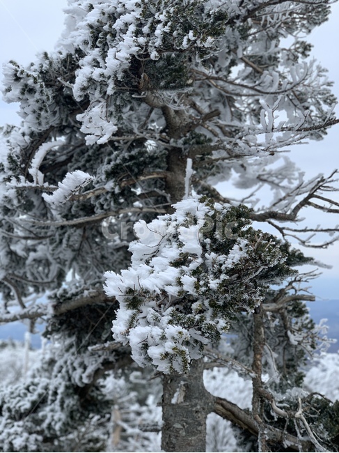 제주,제주도,산,설산,겨울,한라산,자연,풍경,눈,식물,나무