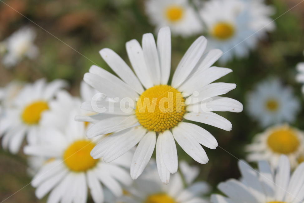 흰색꽃,야생화,꽃,white,flower