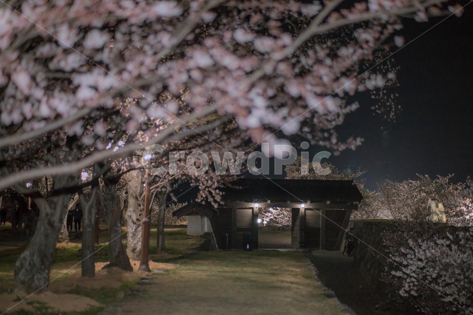 봄,벚꽃,꽃,밤,성,night,봄,계절,spring,season,야경,밤,풍경,nightscape,night,landscape,plant,식물