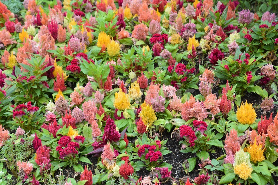 나무,자연,꽃,부케,식물,아름다움,식물,자연,plants,nature