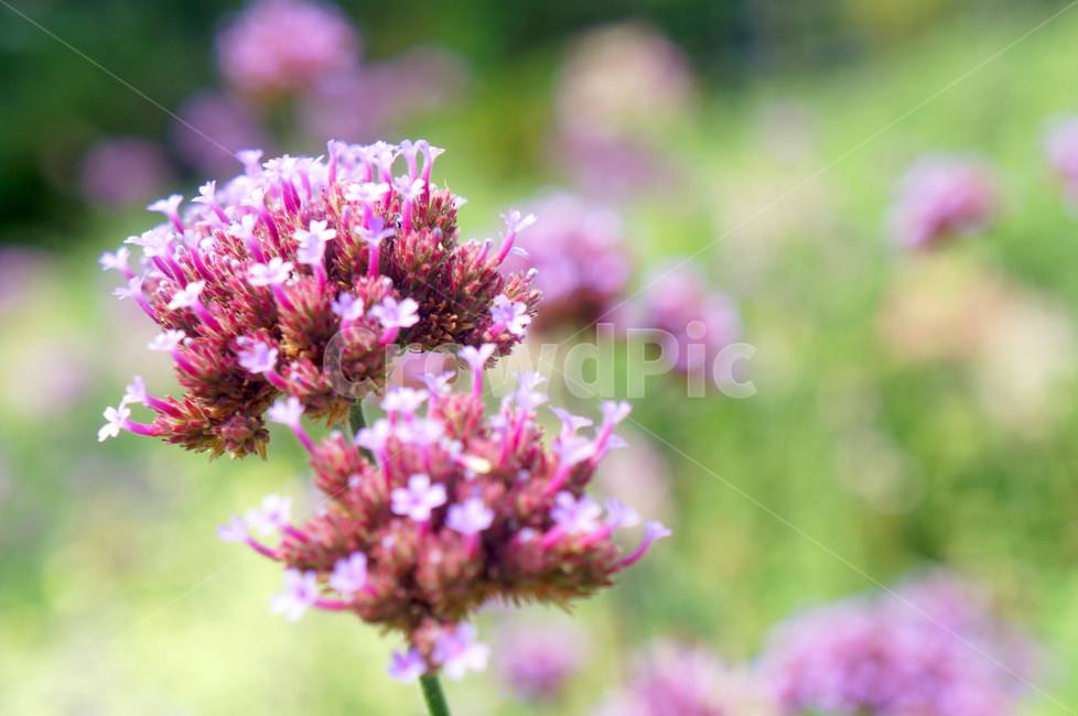 꽃,봄,flower,자연,공원,식물,자연,plants,nature,꽃,flower