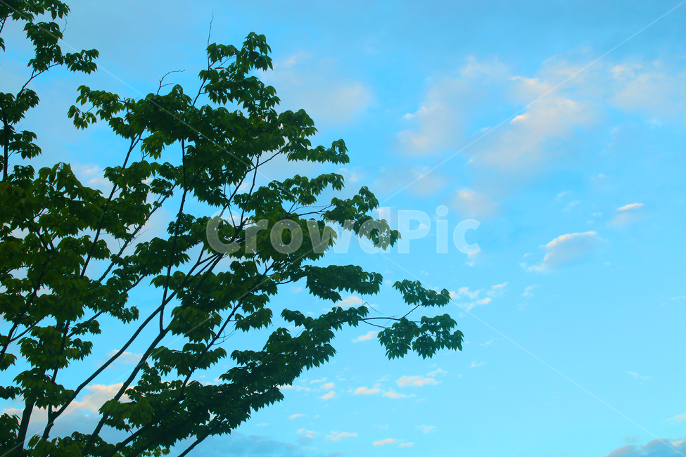 하늘,나무,날씨,자연,파란하늘,상쾌함,휴식,자연,풍경,nature,landscape,tree,plant,식물,tree trunk,나무 줄기