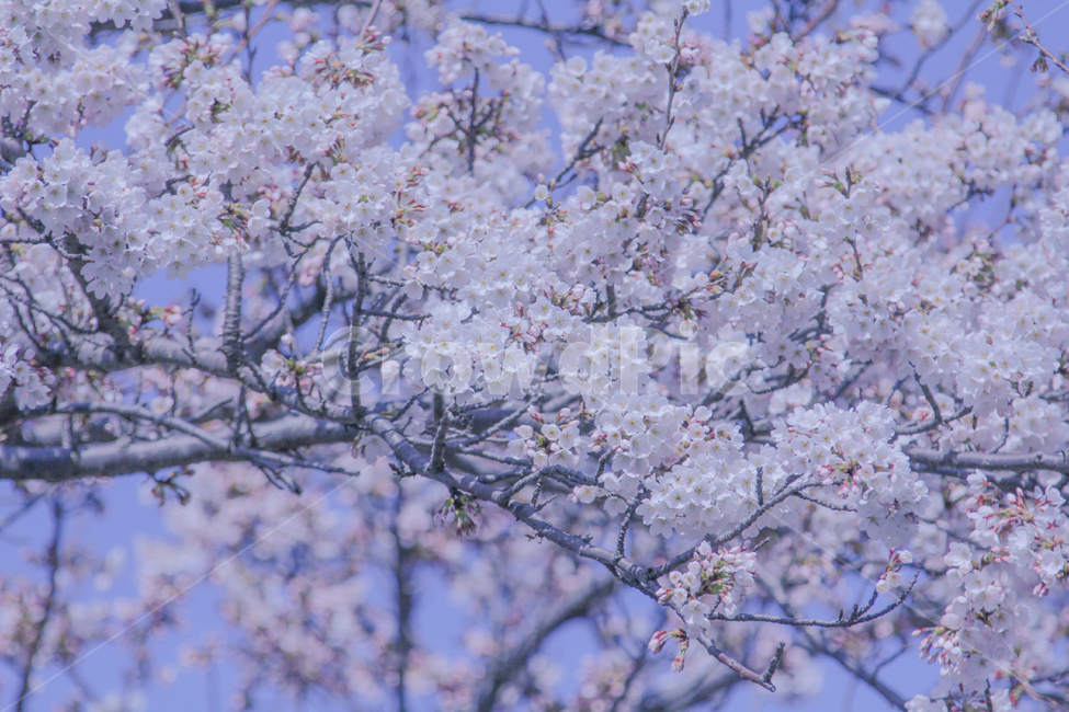 봄,벚꽃,매화,꽃,분홍,핑크,색깔,색감,색상,자연,풍경,계절,spring,blossom,cherryblossom,flower,pink,봄,계절,spring,season