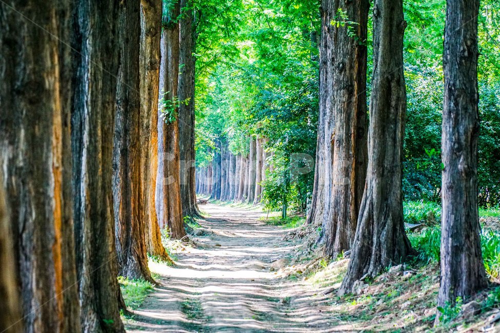 plant,식물,tree,나무,treetrunk,나무줄기,메타쉐콰이어,하늘공원,자연,평온,힐링,숲,자연,풍경,nature,landscape,tree trunk,나무 줄기