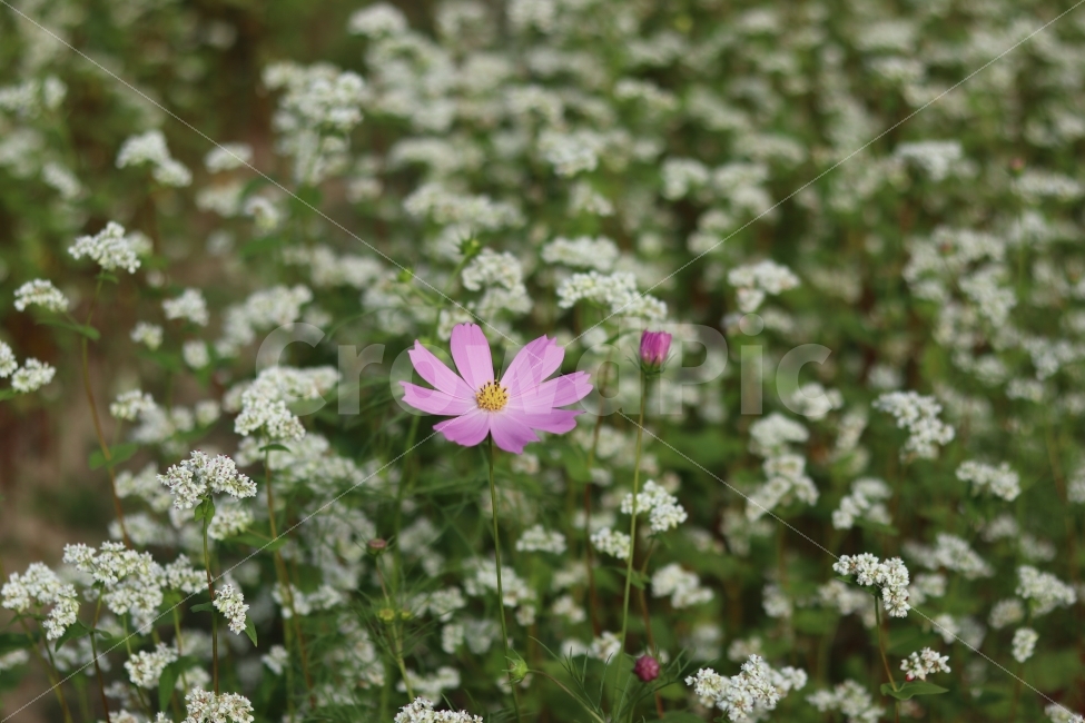 가을,메밀꽃,코스모스,하동,배경화면,가을,계절,fall,autumn,season,식물,자연,plants,nature,꽃,flower,plant,blossom,daisy,데이지,daisies,geranium,제라늄
