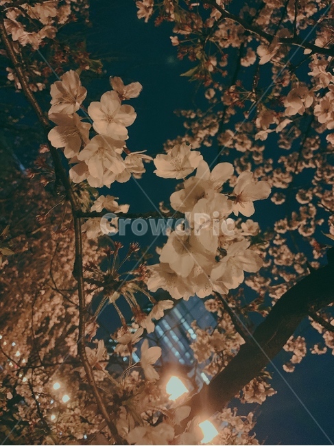 봄,꽃,벚꽃,일본,자연