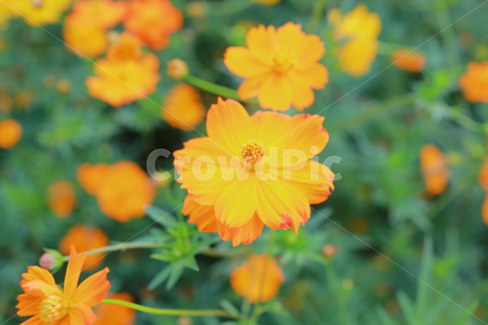 꽃,식물,꽃밭,꽃봉오리,flower