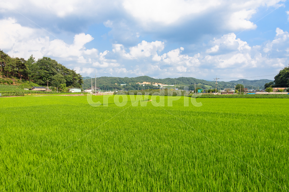 시골,농업,농장,쌀,식물,곡물,농촌,땅,시골,마을,풍경,landscape,country,rural,town,산업,industry,industrial,농업,농사,agriculture,farming,farming industry