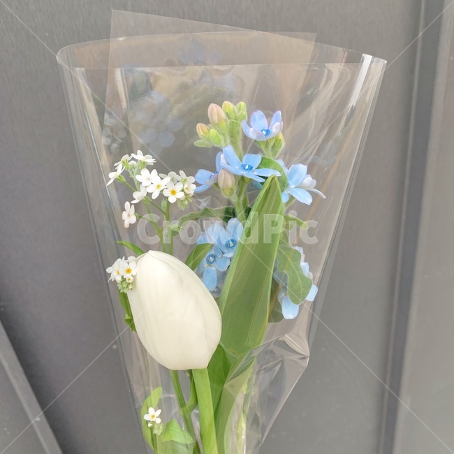 plant,식물,장식,꽃꽂이,꽃,flower,blossom,꽃다발,튤립,하늘색,튤립다발,식물,자연,plants,nature,꽃,flower