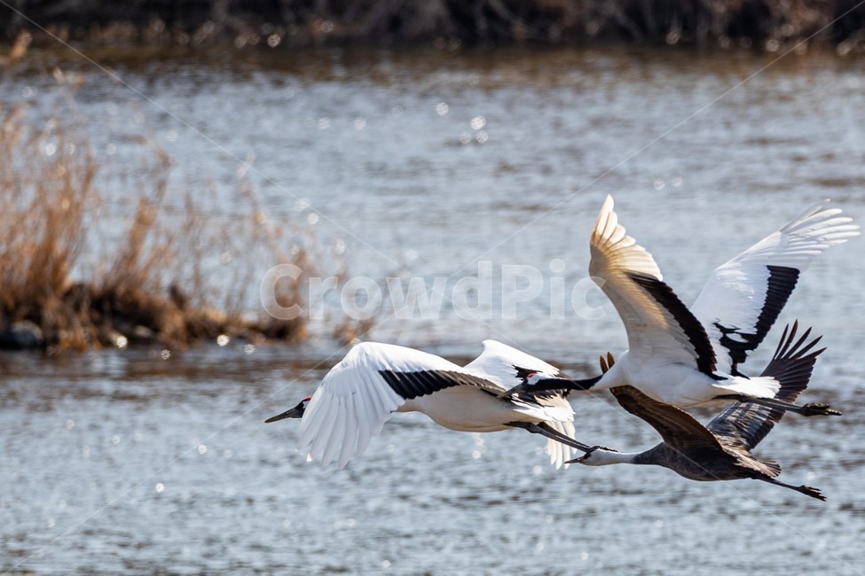 bird,animal,동물,새,crane,두루미,학,물가,강,동물,animal,조류,새,birds
