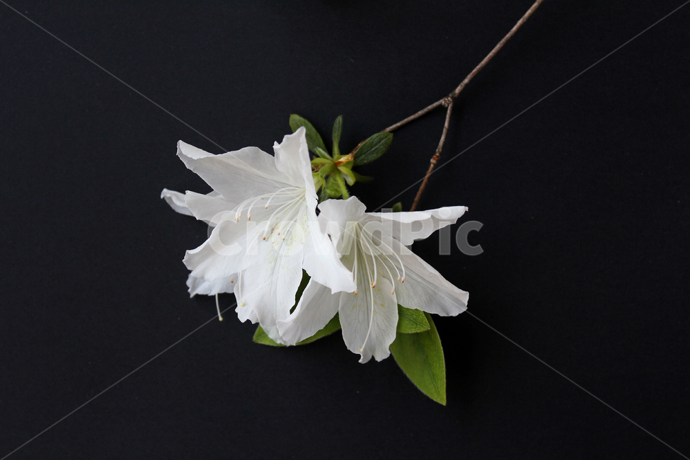 azaleas,azaleasflowers,closeup,decoration,detail,flower,fresh,green,leaf,leaves,macro,natural,nature,plant,royalazaleablossom,whiteazaleasflowers,철쭉,철쭉꽃,클로즈업,디테일,꽃,신선한,그린,녹색,잎,나뭇잎,잎사귀,자연,식물,플라워,진달래,검은색,검정,블랙,꽃,flower