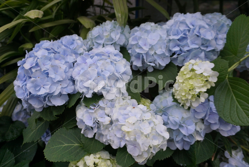 수국,꽃,여름꽃,청수국,bigleafhydrangea,여름,배경,식물,식물,자연,plants,nature,꽃,flower