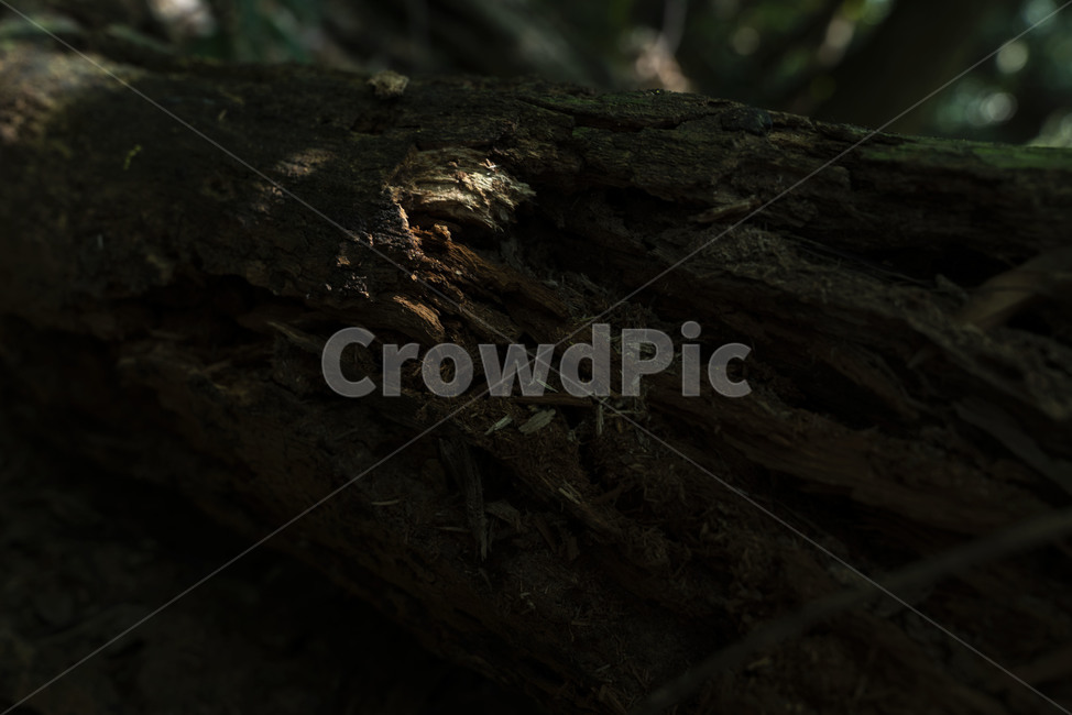 숲,숲길,제주도,제주숲길,forest,wood,leaf,나무,나뭇잎,tree,green,jeju,landscape,자연,nature,이끼