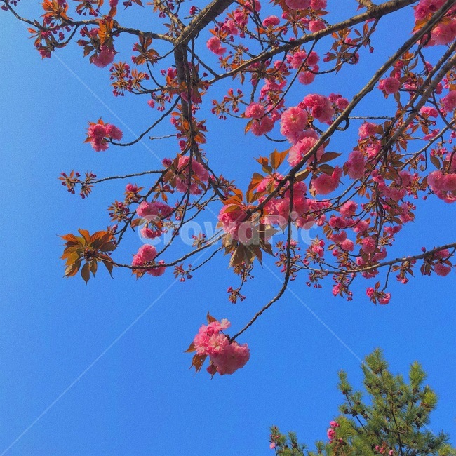 겹벚꽃,꽃나무,하늘,분위기,감성,봄,계절,spring,season,식물,자연,plants,nature,꽃,flower,leaf,잎,plant,tree,나무