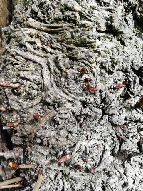 나무껍질,bark,tree,trunk,treetrunk,나무,나무줄기,나무표면,surface