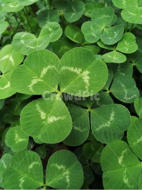 클로버,세잎클러버,네잎클러버,잎,leaf,식물,plant,클로바,세잎클로바,네잎클로바,풀,풀숲