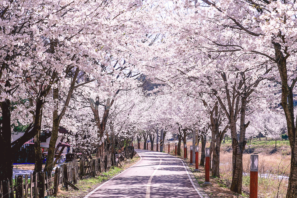 봄,벚꽃,꽃길,봄꽃,꽃,봄,계절,spring,season,자연,풍경,nature,landscape,plant,식물,blossom,flower