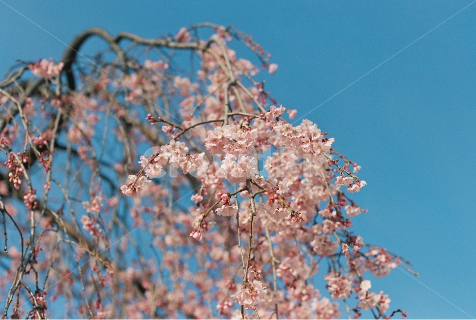 봄,벚꽃,나무,spring,cherryblossom,fm2,봄,계절,spring,season,식물,자연,plants,nature,꽃,flower,plant,blossom