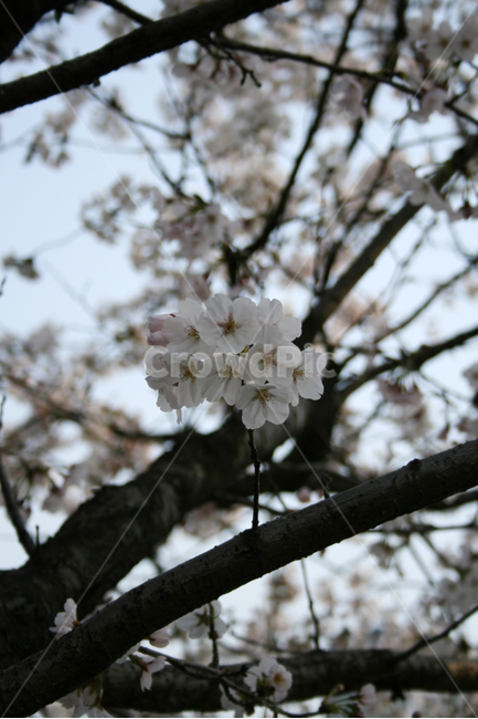 벚꽃,봄,봄날,감성,spring,flower,풍경,식물,꽃,분홍색,봄,계절,spring,season,식물,자연,plants,nature,꽃,flower,plant,blossom