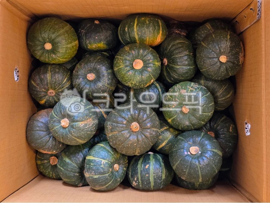 Pumpkin,mini pumpkin,mini chestnut pumpkin,mini chestnut pumpkin,pumpkin,food,climbing plant,mini pumpkin