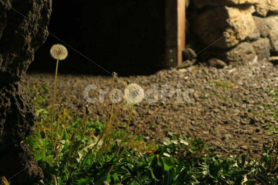 민들레,식물,불빛,자갈,자연,풀,들풀,국화과,식물,자연,plants,nature,꽃,flower