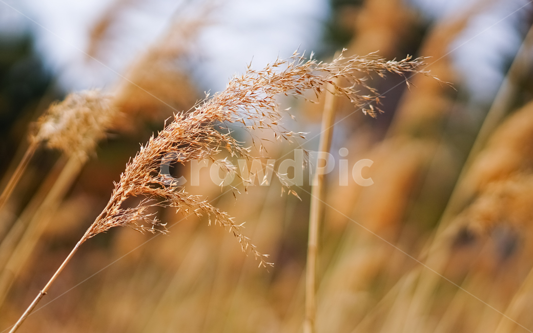 가을,풍경,자연,억새,식물,풀,가을,계절,fall,autumn,season,식물,자연,plants,nature,grass,잔디,plant,lawn,reed,갈대