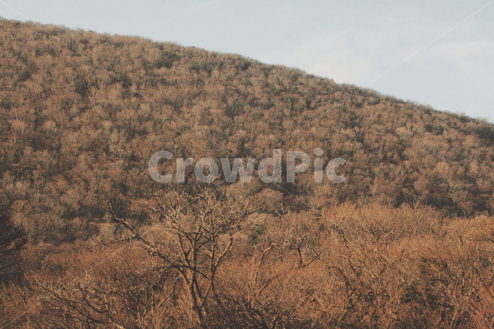 오름,제주,나무,가을,풍경,가을,계절,fall,autumn,season,자연,풍경,nature,landscape,식물,plants,나무,trees,wood,감성,sensible,feeling,outdoors,옥외