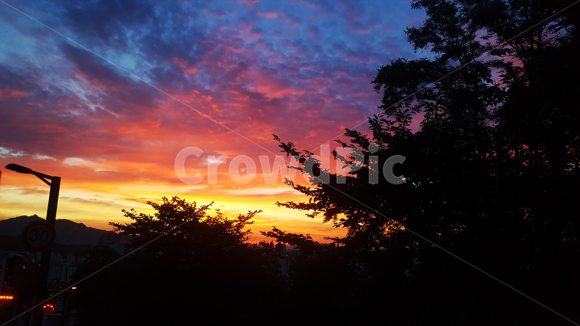 배경,구름,오렌지빛,하늘,나무,background,dawn,cloud,orange,sky,tree,emotional,sunset