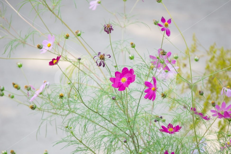 코스모스,가을,flower,자연,꽃,가을,계절,fall,autumn,season,식물,자연,plants,nature,꽃,flower,blossom,geranium,제라늄,plant