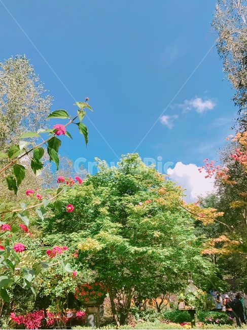 plant,식물,풍경,자연,나무,꽃,nature