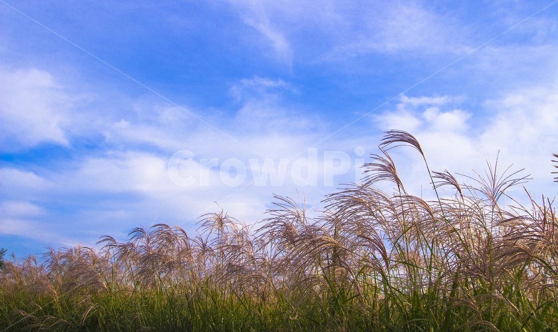 plant,식물,reed,갈대,갈대밭,하늘,하늘공원,sky,weather,날씨,cloud,구름,가을,가을하늘,자연,식물,자연,plants,nature