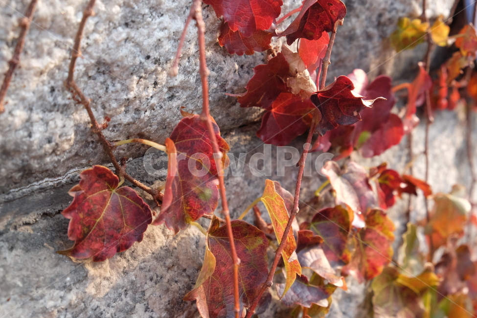 담벼락,단풍,담쟁이,덩굴,햇살,가을,가을,계절,fall,autumn,season,식물,자연,plants,nature,plant,leaf,잎,tree,나무,maple