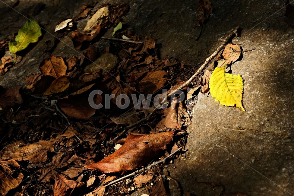 숲,낙엽,초가을,yellowleaf,fallingleaves,fall,autumn,rock,earlyfall,forest,감성,계절,가을느낌,가을,계절,fall,autumn,season,감성,sensible,feeling,leaf,잎,plant,식물,ground,바닥