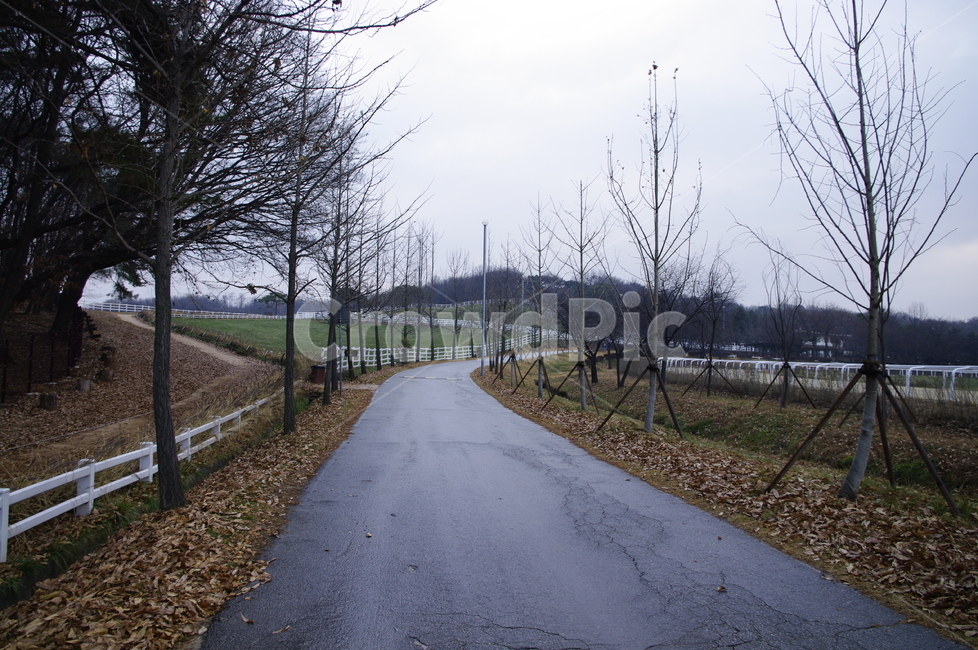 목장,울타리,길,나무,풍경,자연,풍경,nature,landscape,asphalt,아스팔트,road,도로