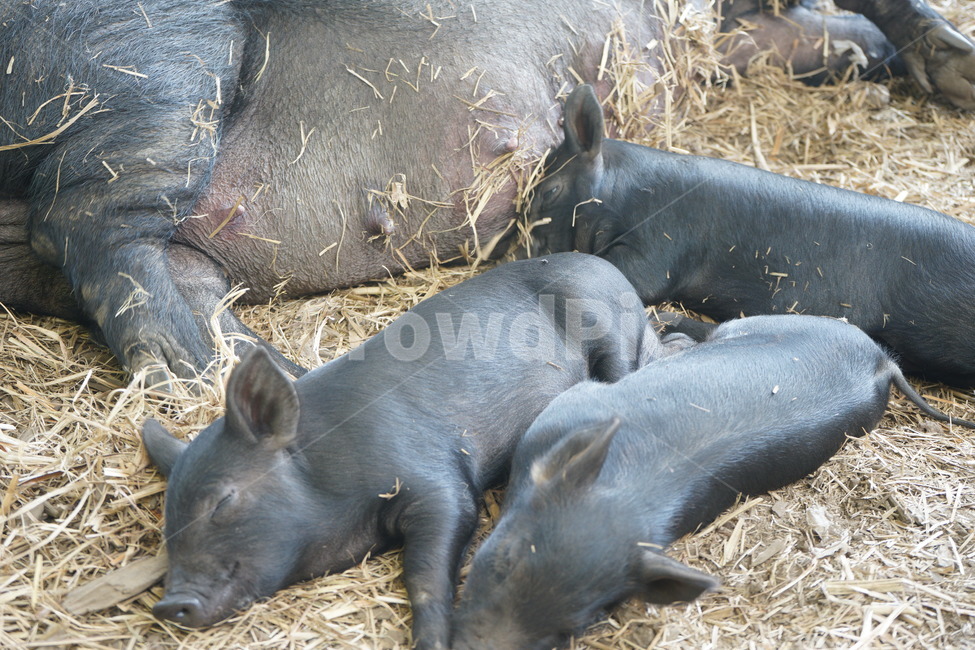 animal,동물,mammal,포유류,hog,pig,돼지,제주,흑돼지,동물,animal,포유류,mammal