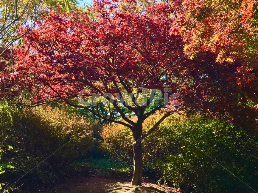 단풍,나무,붉은,산책,수목원,가을,계절,fall,autumn,season,식물,자연,plants,nature,나무,trees,wood,tree,plant,maple,leaf,잎