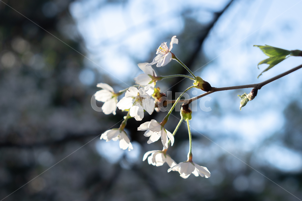 벛꽃,봄,cheeryblosom,sakura,spring