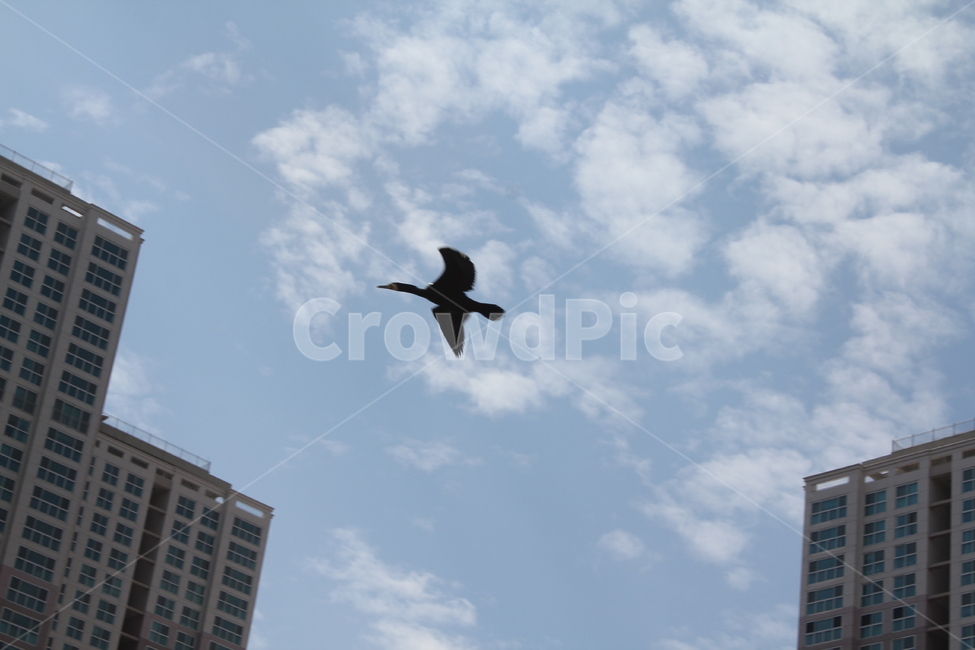 새,조류,건물,하늘,하늘을나는새,동물,animal,조류,새,birds