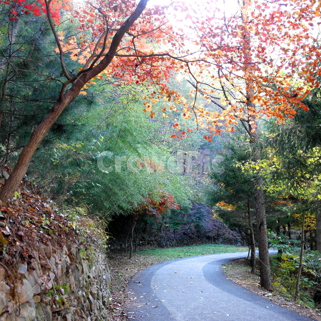 숲길,단풍나무,산책로,낙엽,장태산휴양림,tree,나무,plant,식물,가을,autume,fall,fallenleaves,가을,계절,fall,autumn,season,자연,풍경,nature,landscape