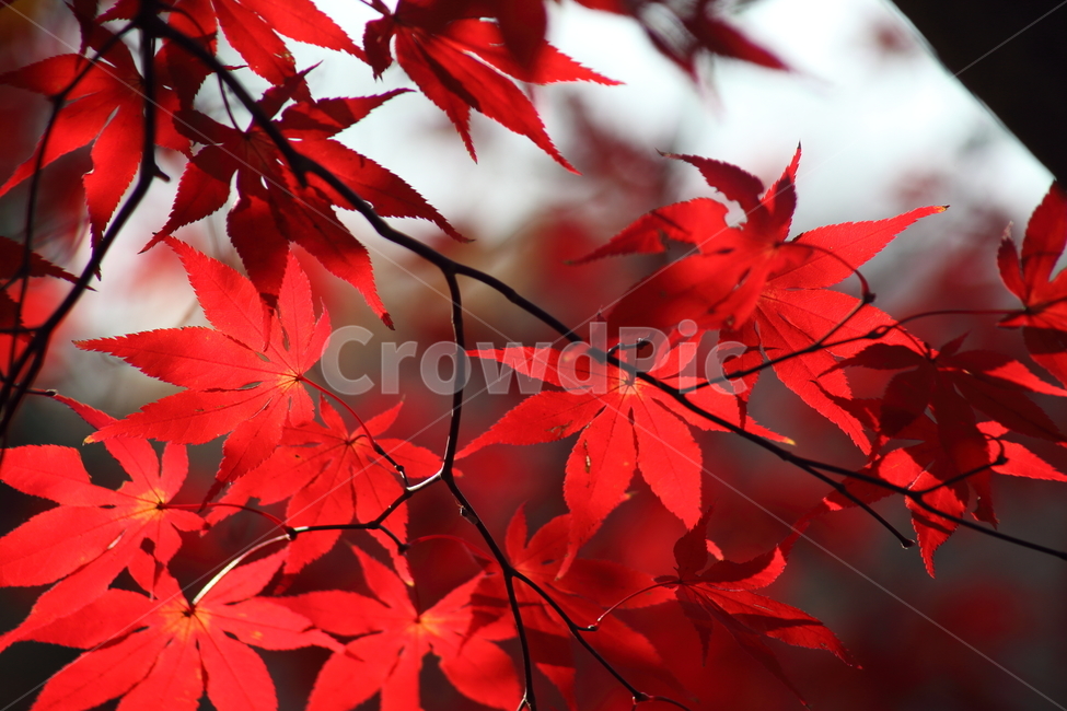 단풍,단풍나무,엽록소,가을,redleaves,가을,계절,fall,autumn,season,leaf,잎,plant,식물,tree,나무,maple