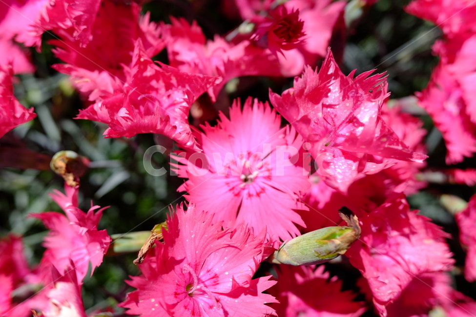 꽃,별모양,핑크,flower,pink,식물,자연,plants,nature,꽃,flower