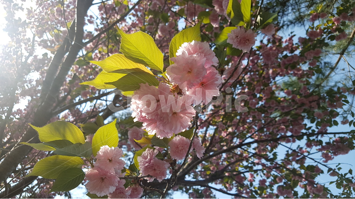 겹벚꽃,벚꽃,봄,꽃,핑크,cherryblossom,분홍,분홍색,자연,flower,flowers,spring,nature,plants,계절,pink,season,식물,왕벚꽃,꽃잎,햇살,봄,계절,spring,season,식물,자연,plants,nature,꽃,flower,plant,blossom