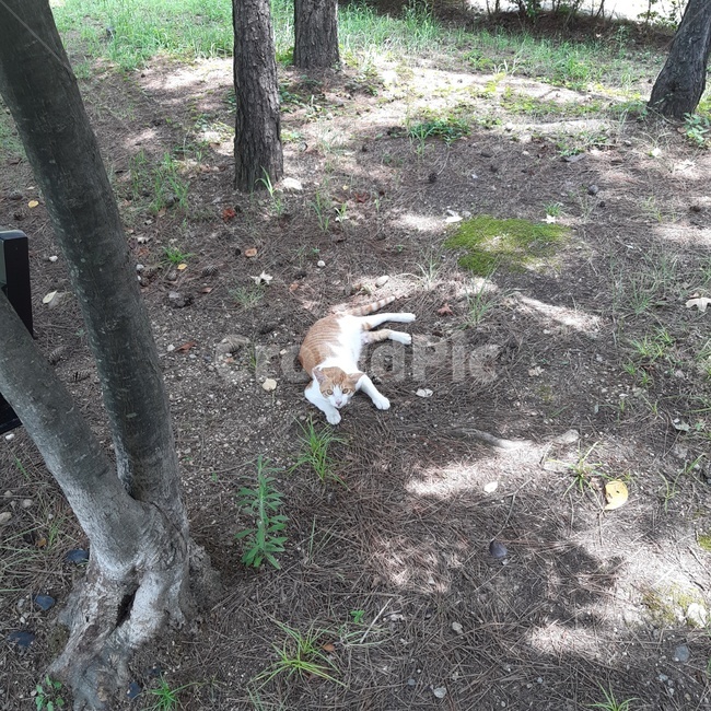 고양이,공원,휴식,여유,귀여운