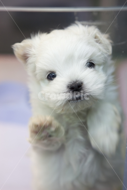 강아지,maltese,말티즈,개,dog