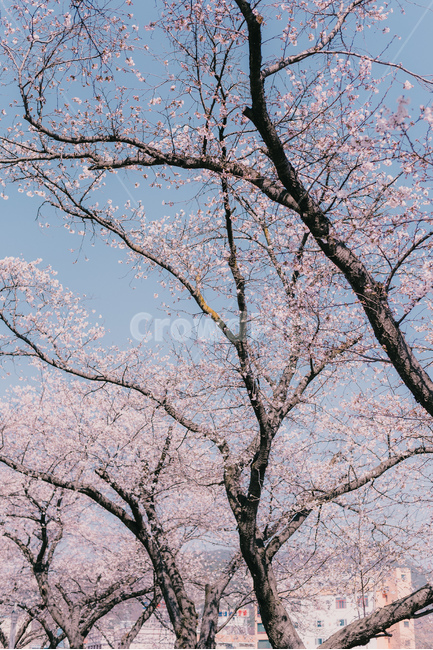 벚꽃,꽃,감성,분위기,봄,데이트,커플,여름,하늘