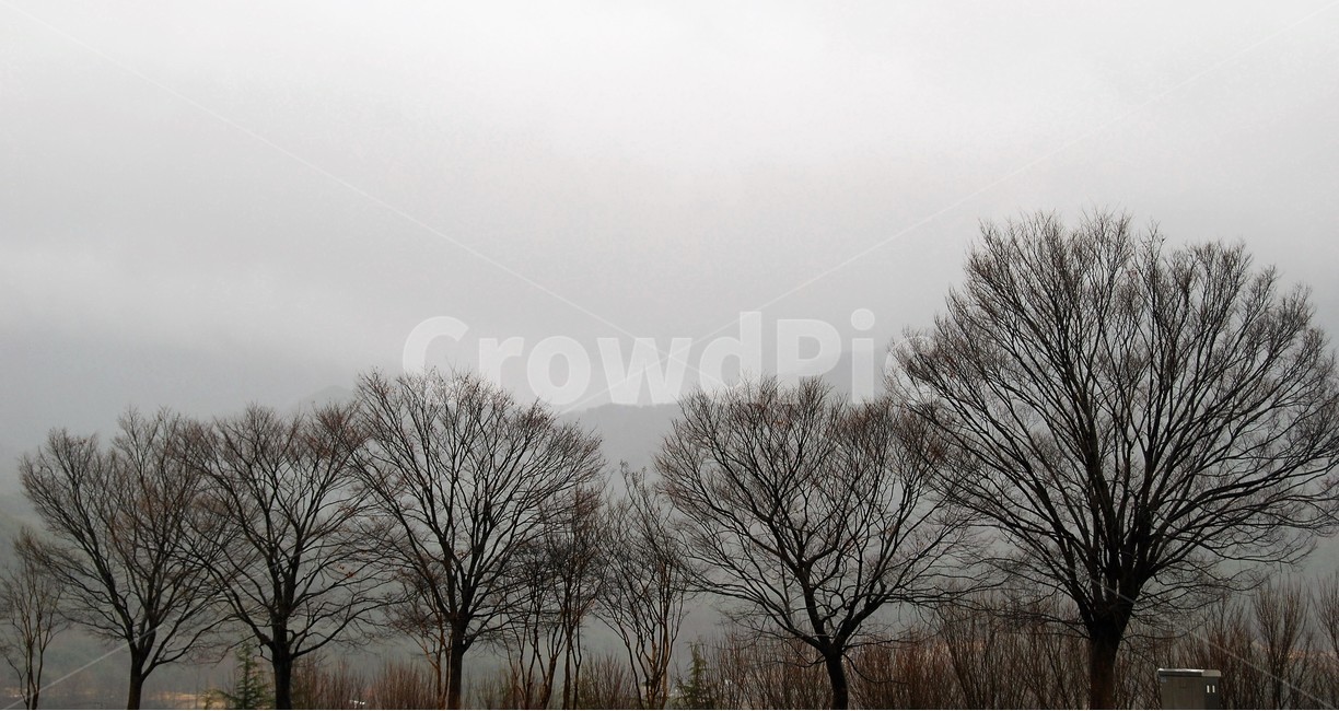 겨울나무,나무,잿빛하늘,안개,자연,겨울,계절,winter,season,자연,풍경,nature,landscape,식물,plants,나무,trees,wood,weather,날씨,outdoors,옥외